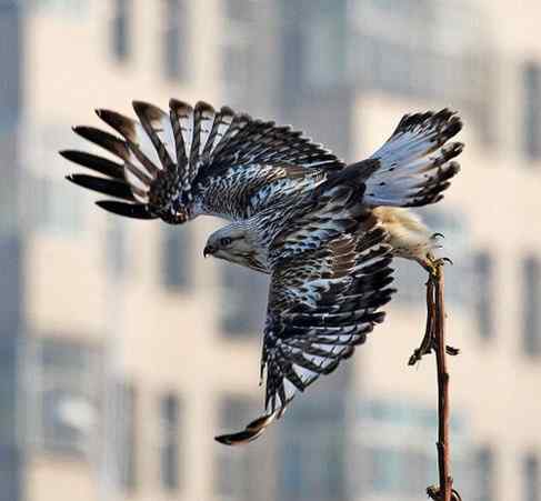 鵟的百变羽色——深棕型