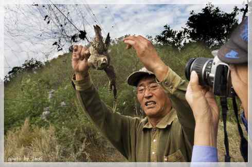 东方角鸮与猛鸮