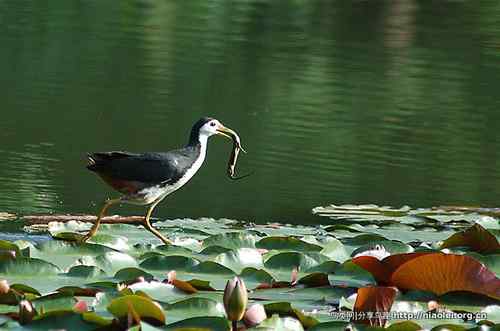 95张鸟儿嬉戏精品图集