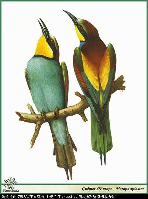 手绘画第5辑——猛禽和啄木鸟