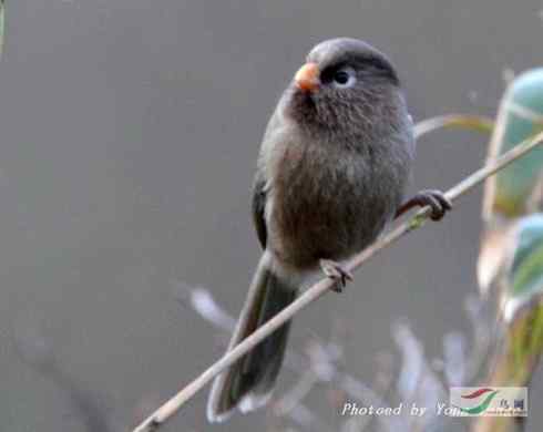 三趾鸦雀和白眶鸦雀的区别