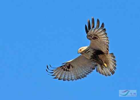 多图展示捕鼠英雄毛脚狂