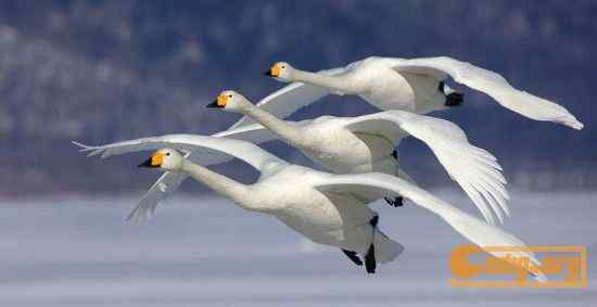 [组图]沃尔夫(Wolfe)动物摄影艺术精选