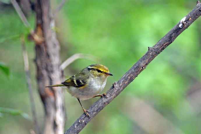 黄腰柳莺（26）