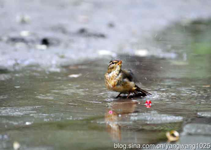 洗浴中的褐柳莺 洗浴中的褐柳莺