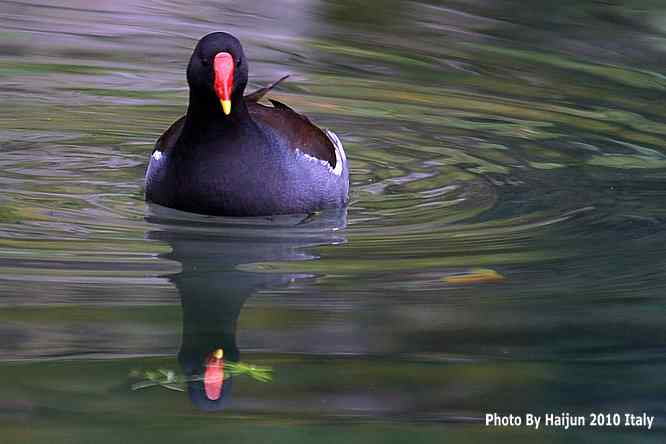 【亚平宁半岛之旅 wbr. wbr趣拍黑水鸡】