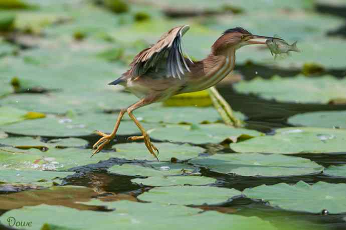 初到将府拍小鳽 初到将府拍小鳽