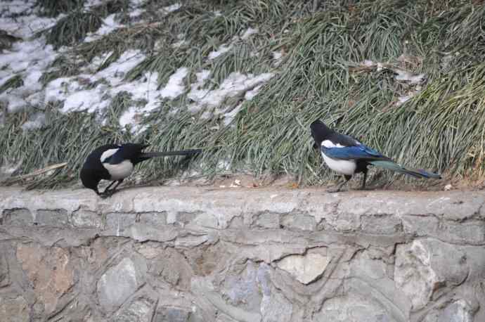 鸽子的期待（腊八）