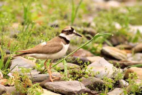 长嘴剑鸻竟然会诈伤