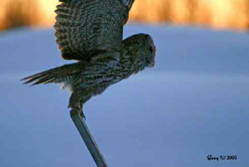 图说乌林鸮的消音器