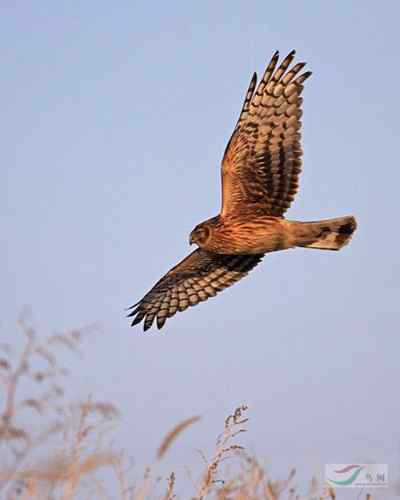 林甸的白头鹤 林甸的白头鹤