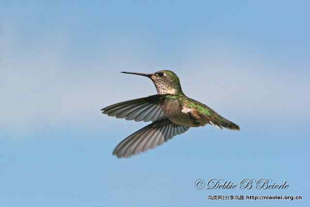国外摄影师作品:蜂鸟 国外摄影师作品:蜂鸟