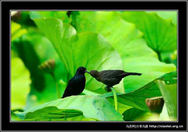【视频】BBC动物世界之鸟类The Life of Birds第五集：fishing for a liveing 以鱼为生