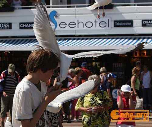 [组图]海鸥爱吃冰淇淋