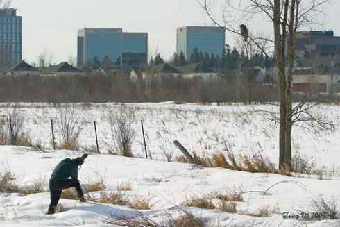 乌林鸮居住的环境 乌林鸮居住的环境