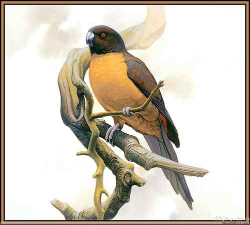 世界灭绝动物画像大全