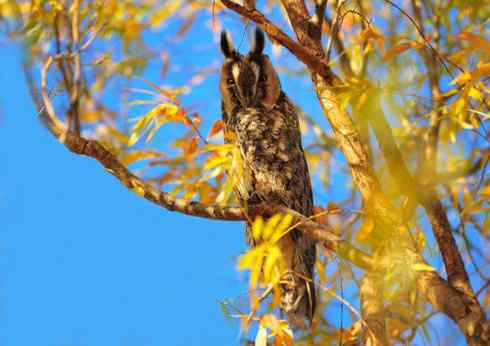 长耳鸮组图欣赏