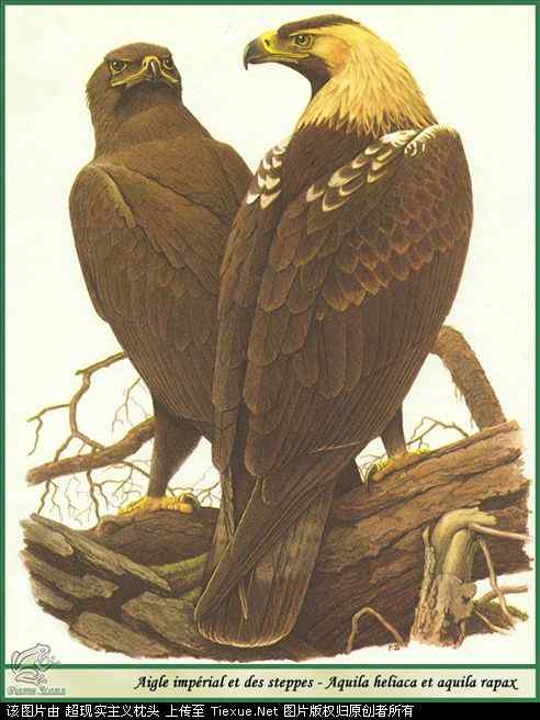 手绘画第5辑——猛禽和啄木鸟