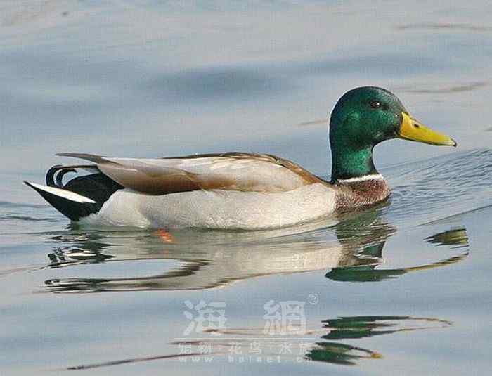 世界著名鸟类——雁形目