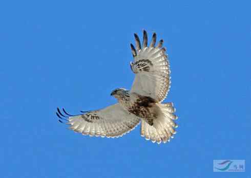 多图展示捕鼠英雄毛脚狂