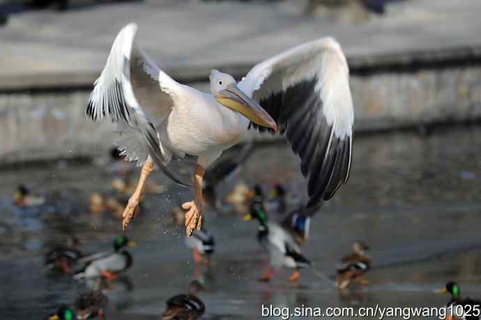鹈鹕(大白)飞去 鹈鹕(大白)飞去