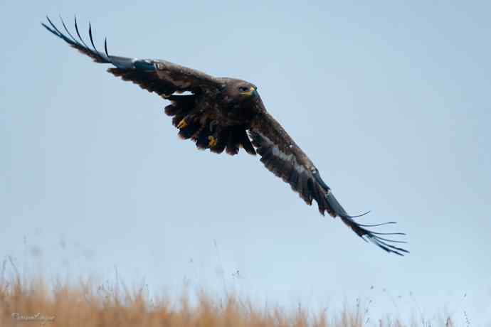 草原追梦. 大雕雄起