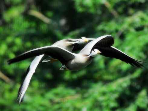 家禽驯化之源之十三（大雁、丹顶鹤）