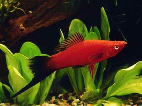 鱼类活化石：矛尾鱼