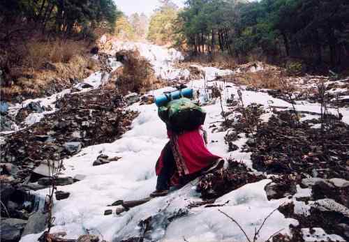 去会会白马鸡和绿尾虹稚