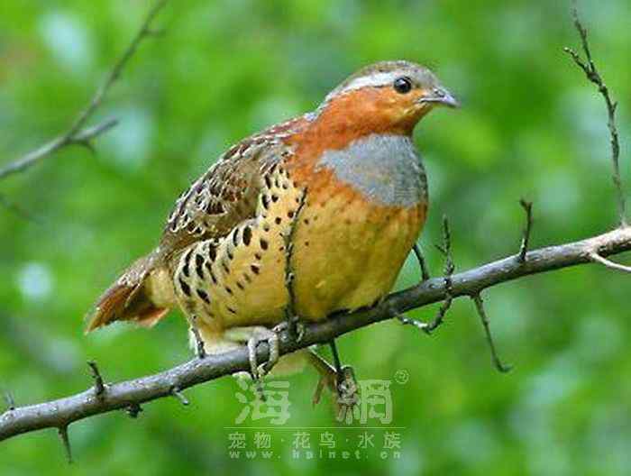 世界著名鸟类——鸡形目