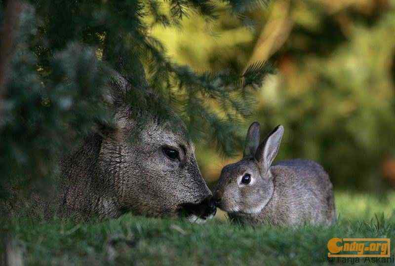[组图]鹿和兔子的故事