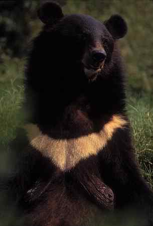 濒临绝种的动物资料大全