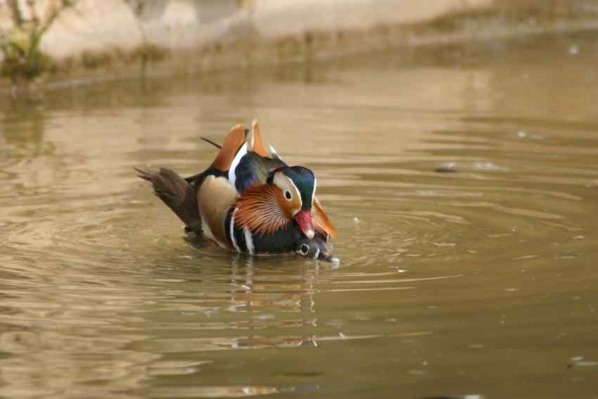 [图]鸳鸯是怎么交配的