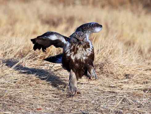 [组图]毛脚鵟的爪子