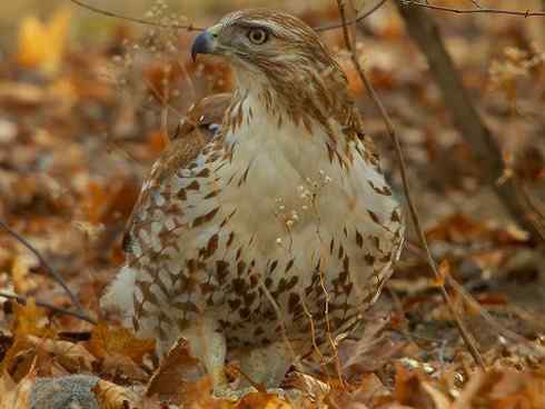 捕鼠的猛禽——看看他们的嘴