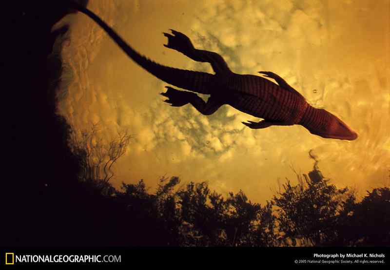 好看的动物图片(4)