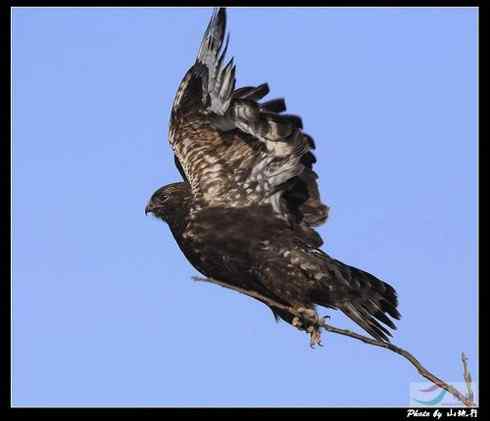 鵟的百变羽色——铁灰型