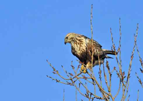 [组图]大庆毛脚鵟