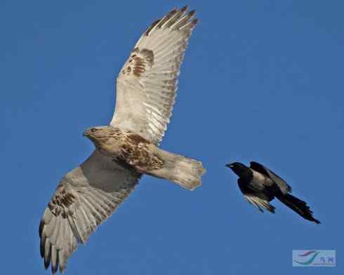 [组图]毛脚鵟战乌鸦
