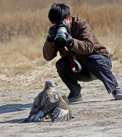 观鸟摄影之趣——人与鵟