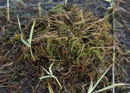 小鸊鷉Little Grebe