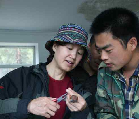 交嘴雀的美丽人生 交嘴雀的美丽人生