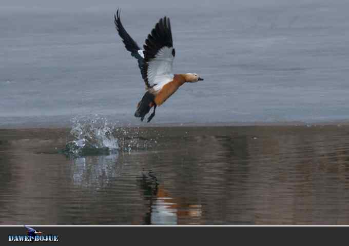 【新鸟】针尾鸭和白河湾的几只鸟