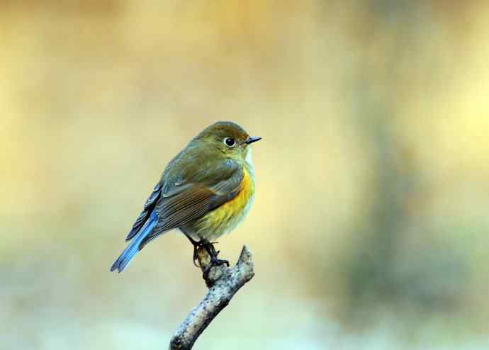 雌性红胁蓝尾鸲（17）