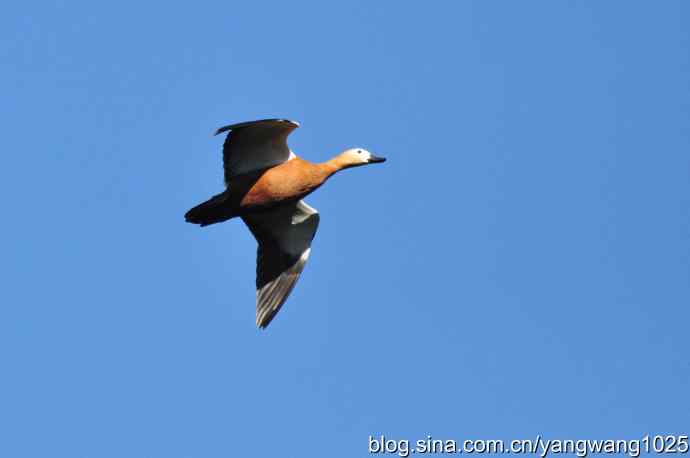 飞 wbr(赤麻鸭) wbr1 飞 wbr(赤麻鸭) wbr1