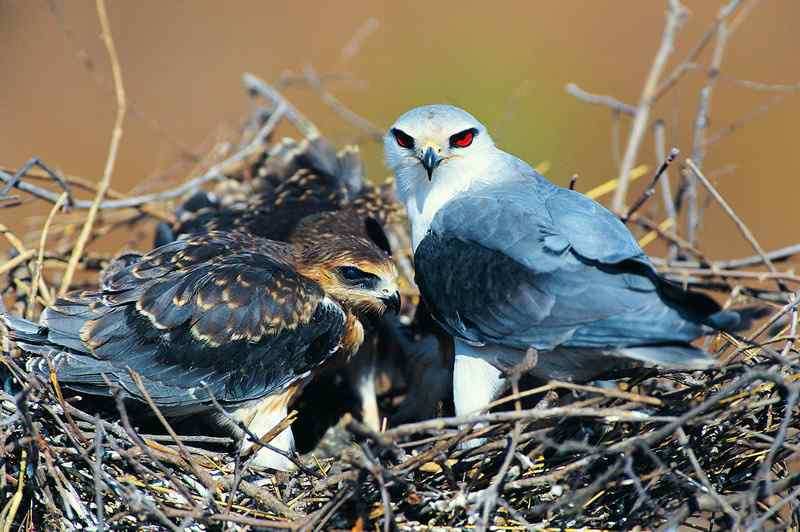 今日赏图：40张超清晰的千鸟图