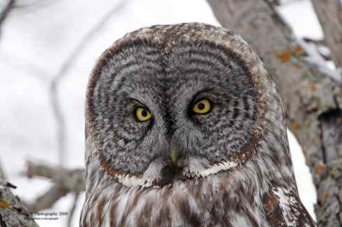 猫头鹰乌林鸮的”雷达系统” 猫头鹰乌林鸮的”雷达系统”