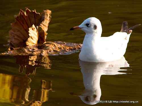 95张鸟儿嬉戏精品图集