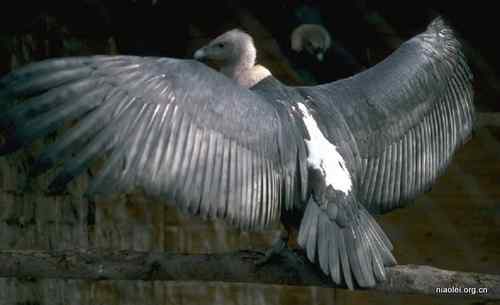 鹰类雕类猛禽图片大全