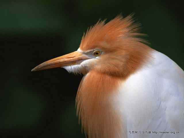 鹤类、水鸟精美摄影壁纸欣赏